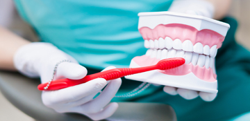 Dental Insurance - Dentist cleaning a model of teeth